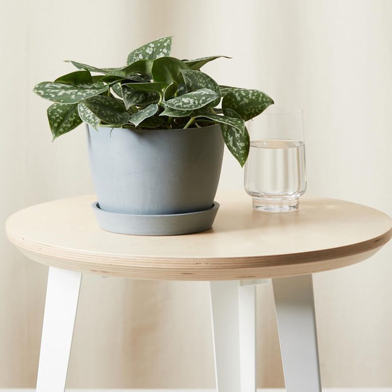 A Bloomscape Silver Pothos Plant beside a glass of water on a round table.