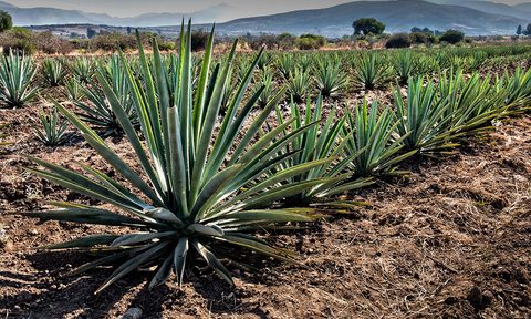 Agave