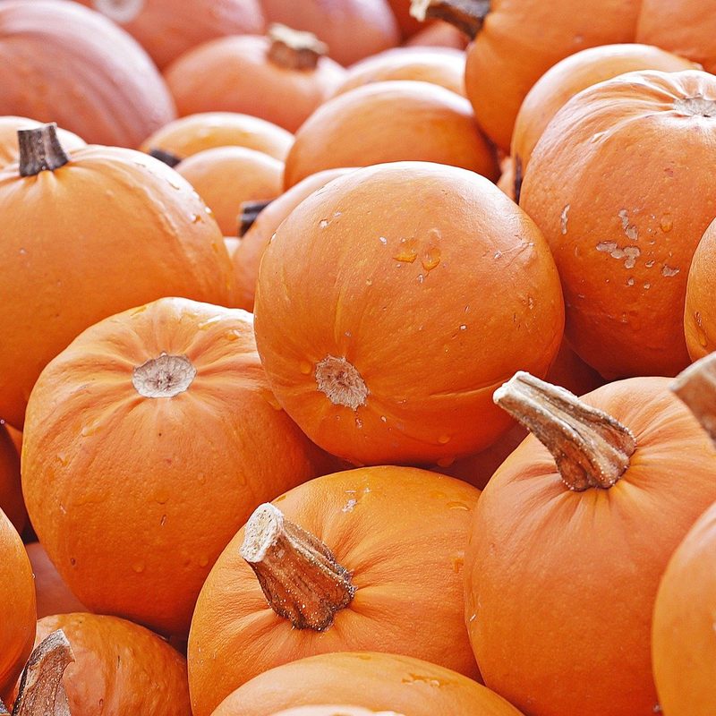 Pile of pumpkins