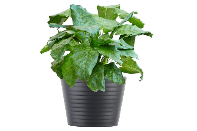 A potted Network Calathea on a white backdrop.
