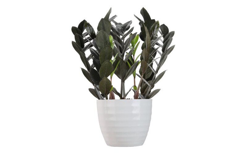 A Raven ZZ Plant on a white ceramic pot.