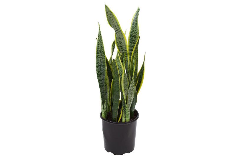 A potted Sansevieria Plant or snake plant on a white backdrop.