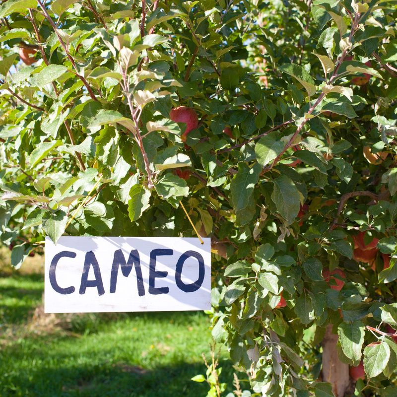 A sign that says "Cameo" attached on a Cameo apple tree in an orchard.