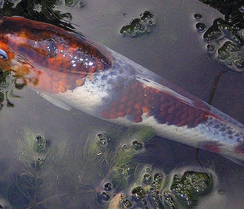 Carp in water