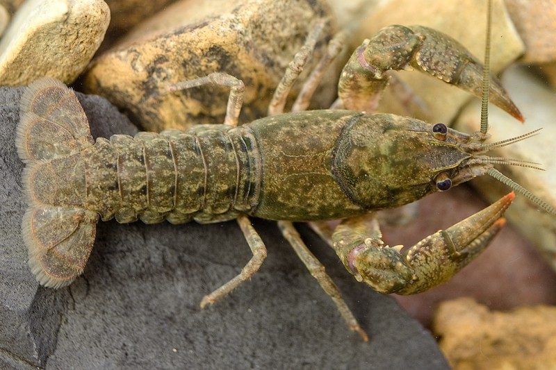 Crayfish