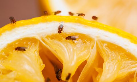 how to get rid of fruit flies on
