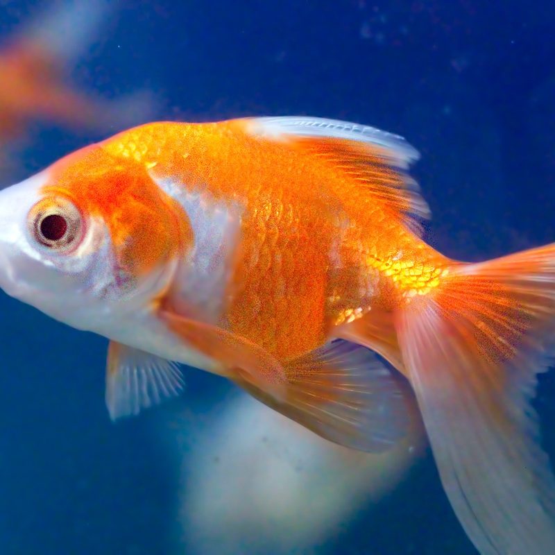 Goldfish in water