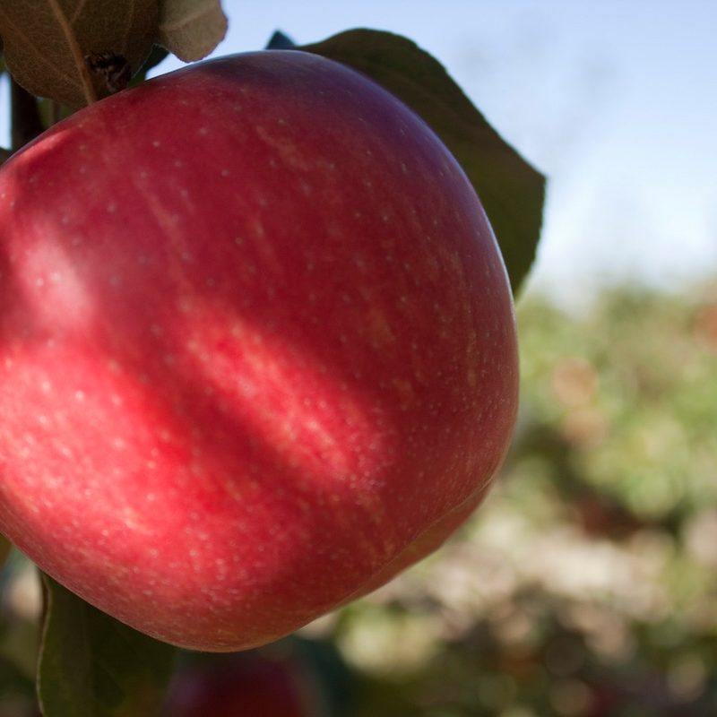 Honeycrisp Apple in Orchard