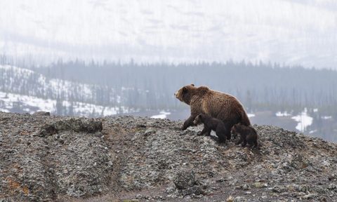 Mama bear with two cubs
