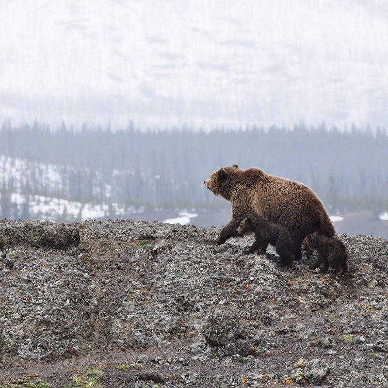 Mama bear with two cubs