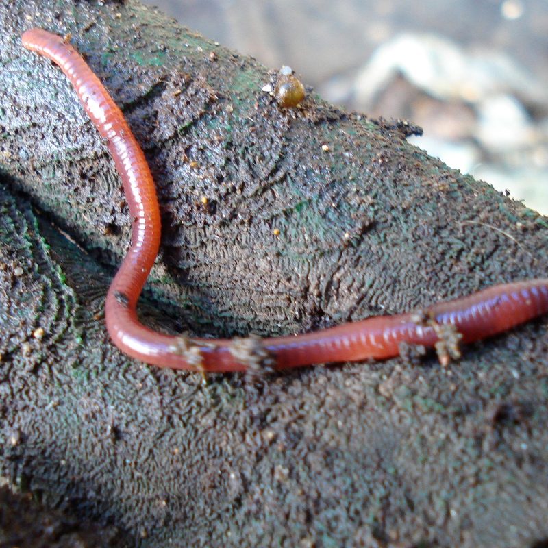 Worm on a tree