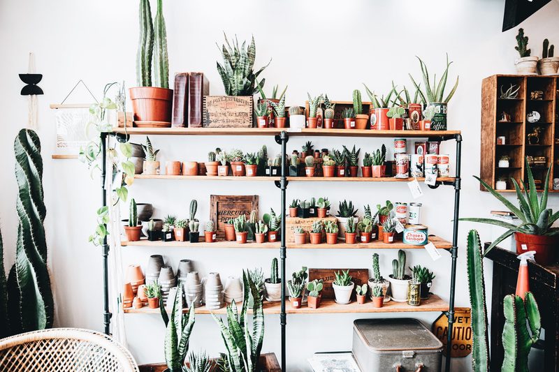 Shelf filled with Succulents and Cacti