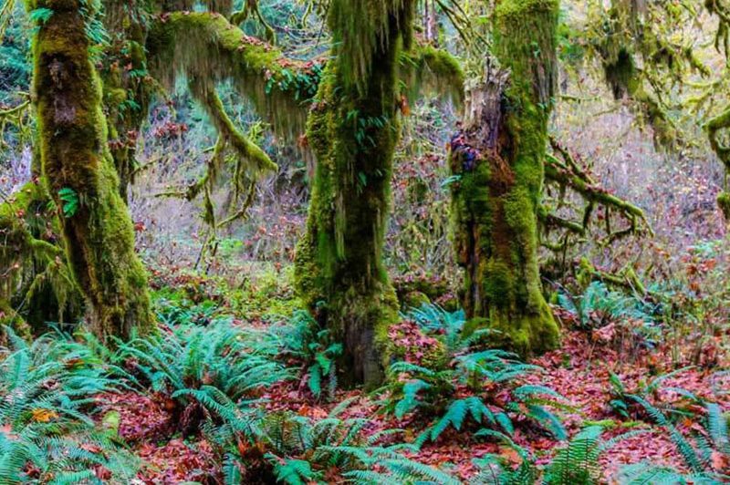 Hoh Rainforest in Olympic National Park, Washington