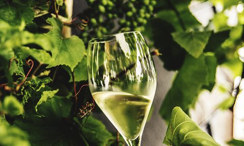 A glass filled with wine with plants as background.