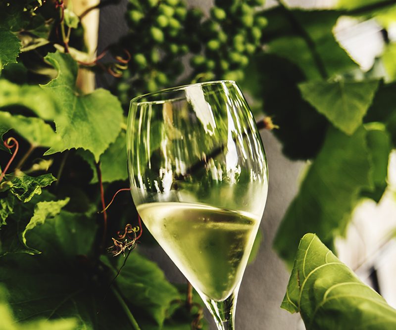 A glass filled with wine with plants as background.