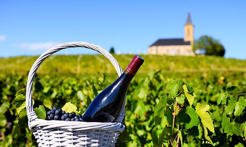 bordeaux wine region new grapes news a bottle of red in feel vines with church