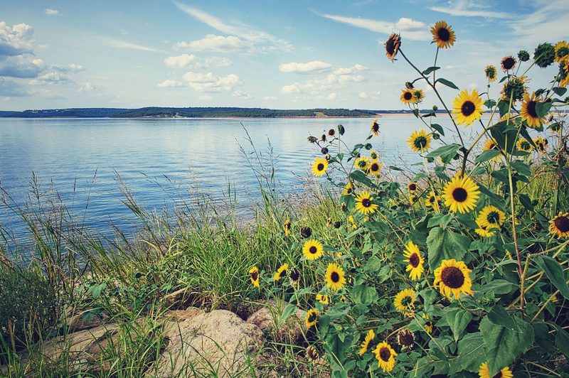 Flowers at Lake Skiatook in Oklahoma