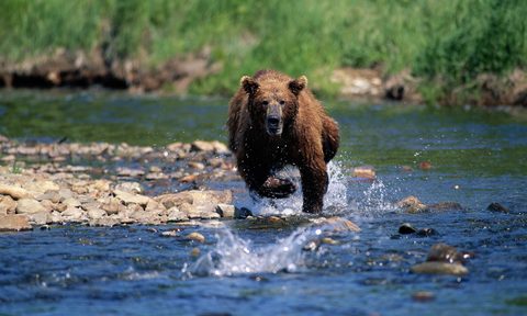 Bear running through the water