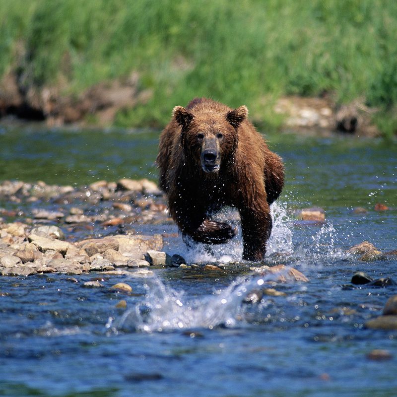Bear running through the water