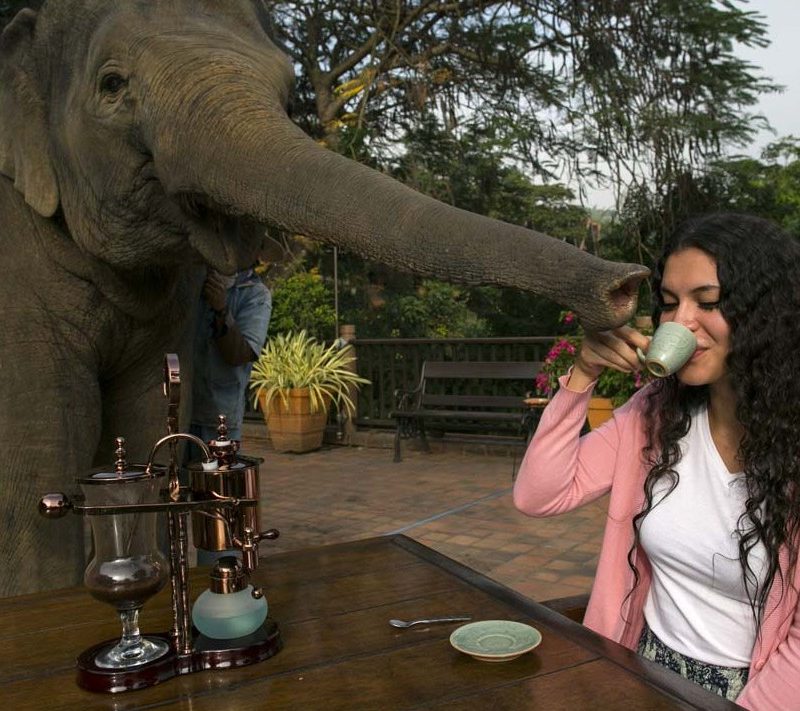 Black Ivory coffee drinker