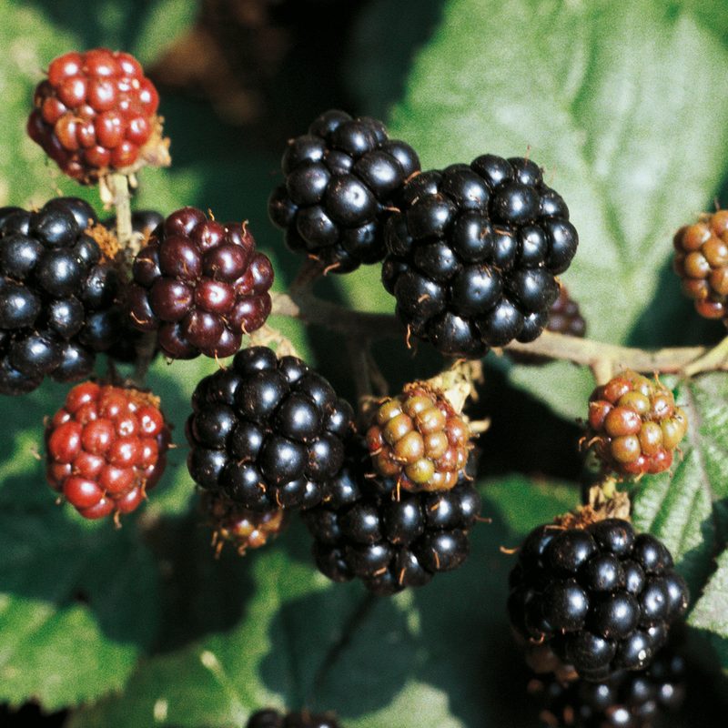 Blackberries