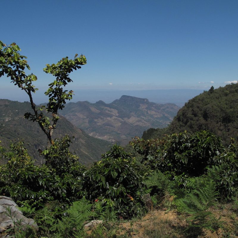 Finca El Injerto Coffee Region