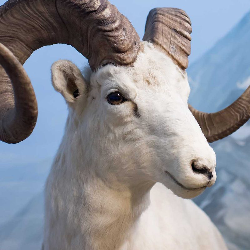 A stuffed long horn sheep in the Hastings Museum.