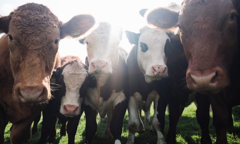 Herd of Cows