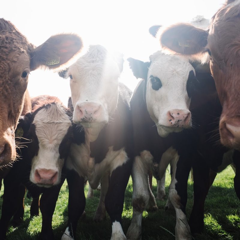 Herd of Cows