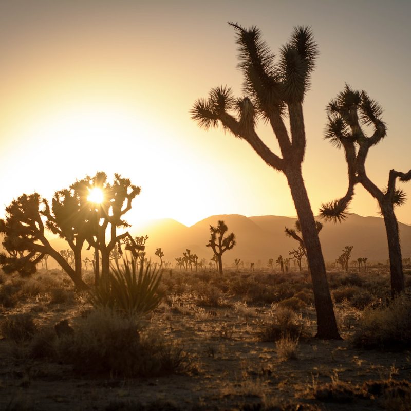 Joshua Tree National Park in California