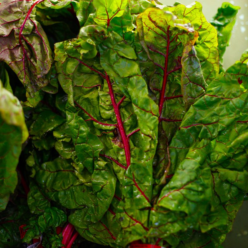 Swiss Chard