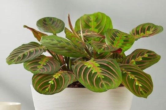 A Red Prayer Plant on a wide pot.