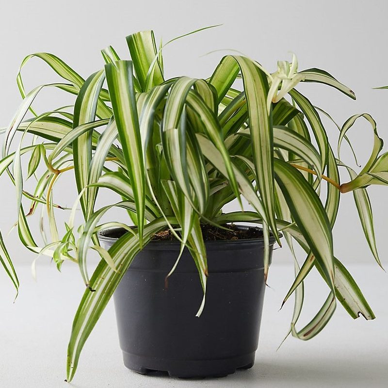 A potted Spider Plant on a white surface.