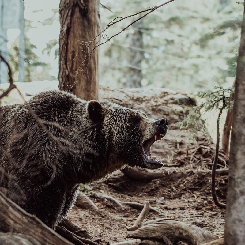 Brown bear in the woods