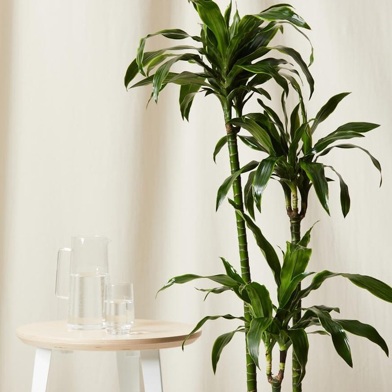 A Dracaena Dorado plant beside a wooden table with a pitcher and glass of water on it.