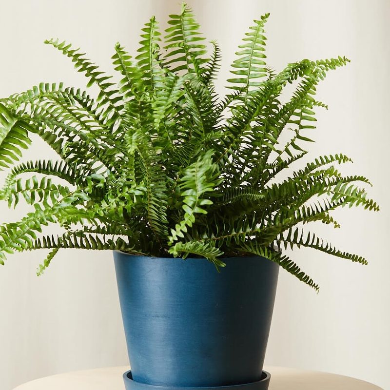 A Kimberly Queen Fern on a blue pot placed on a small round table.
