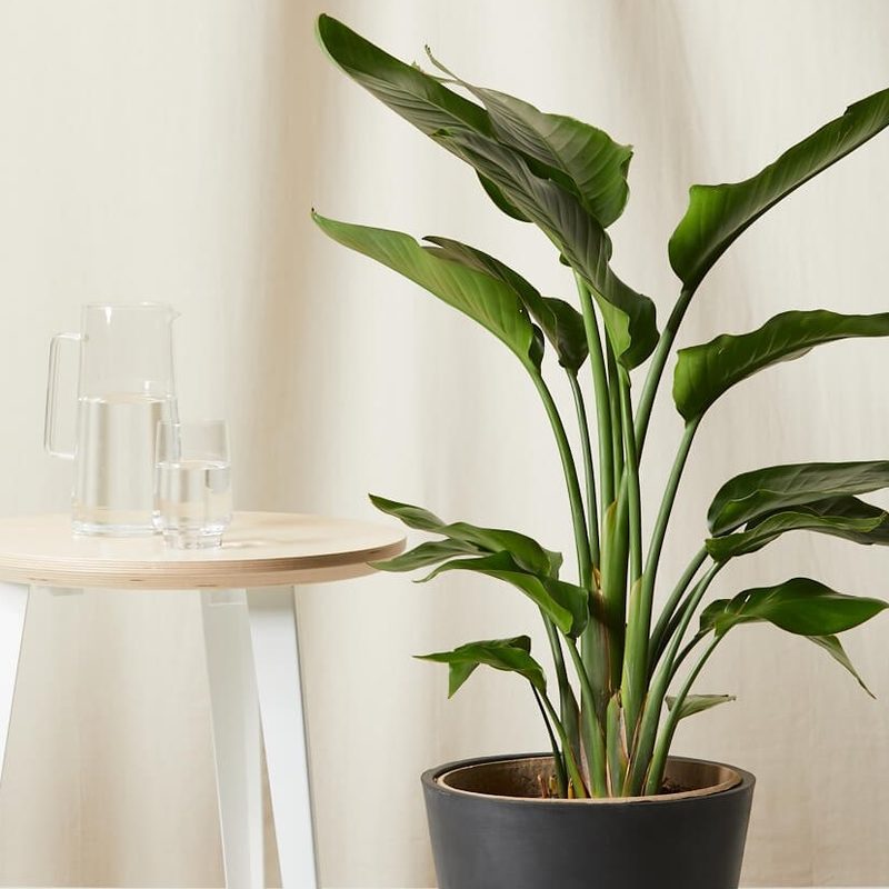 A potted Bird of Paradise plant beside a wooden table with a pitcher and glass of water on it.