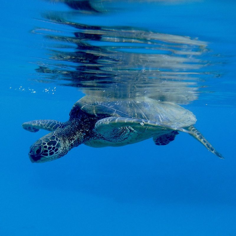 A sea turtle swimming at the surface in Papalaua, Hawaii.