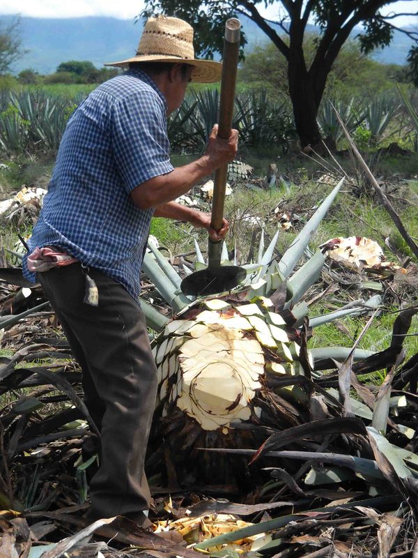 Jimadore working in the agave field