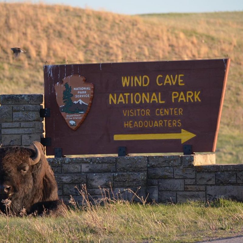 Buffalo sitting down in front of a sign in Wind Cave National Park.