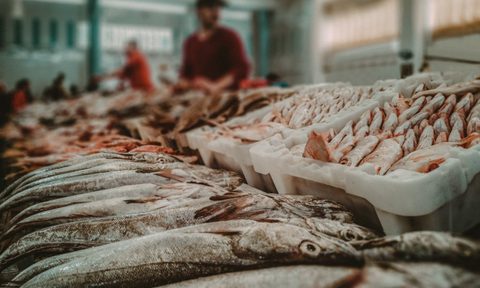 sustainable seafood shopping guide moroccan fishmongers