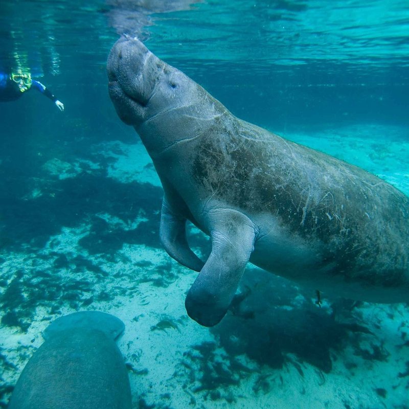 Person snorkeling with manatees in Florida's Crystal River Preserve State Park.