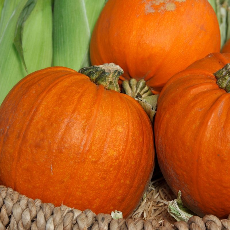Pumpkin to eat