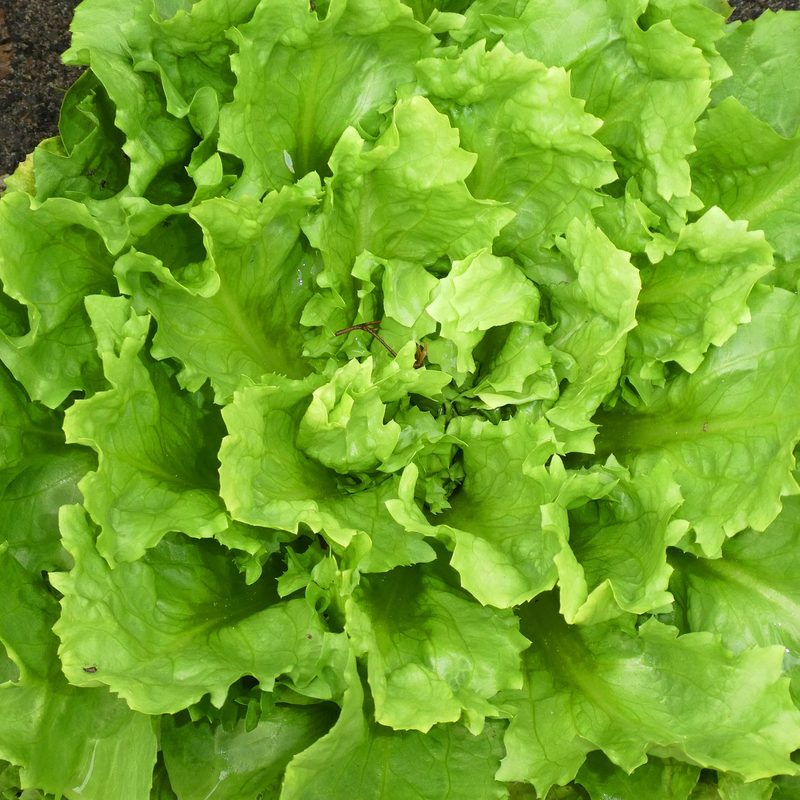 Endive growing in the garden