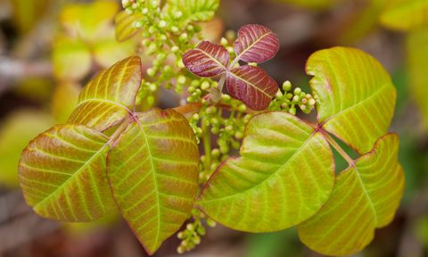how to identify poison ivy  rhus radicans with flowers