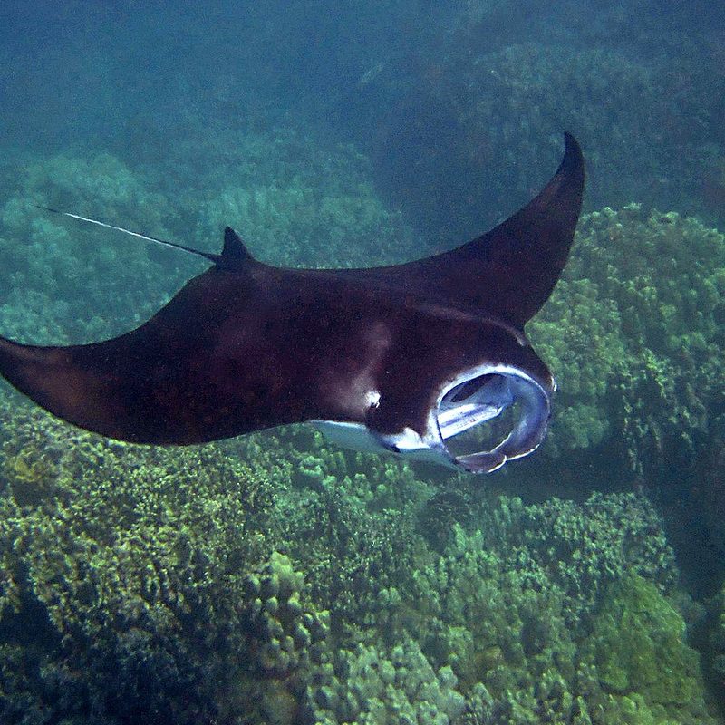 manta ray in Hawaii