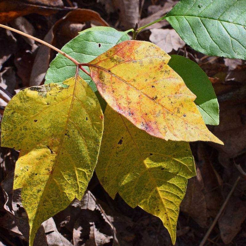 poison ivy in the fall