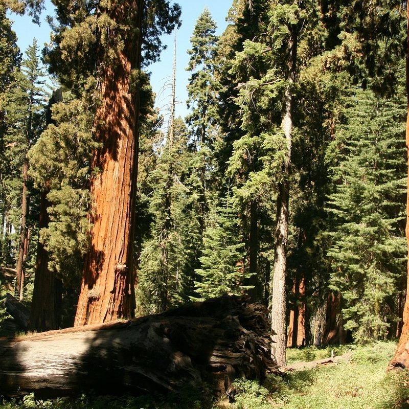 redwood trees in california