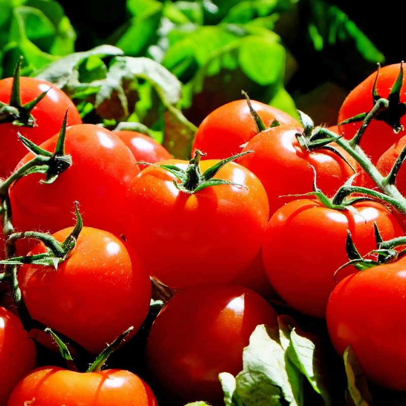 Red tomatoes on the vine