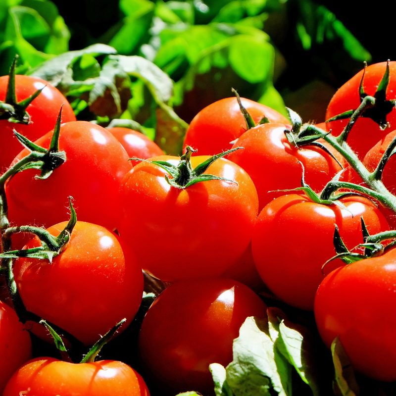 ripe red Tomatoes on the vine.
